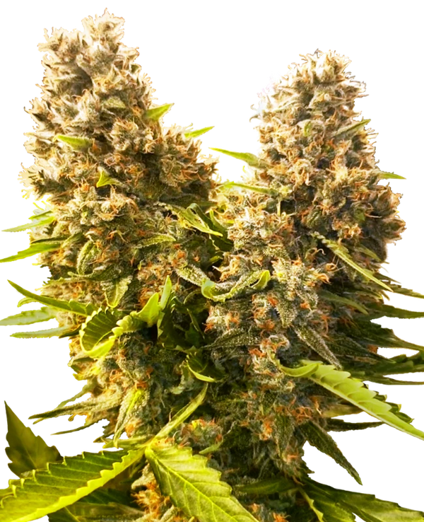 Semi di Banana Kush Cake Autofiorenti
