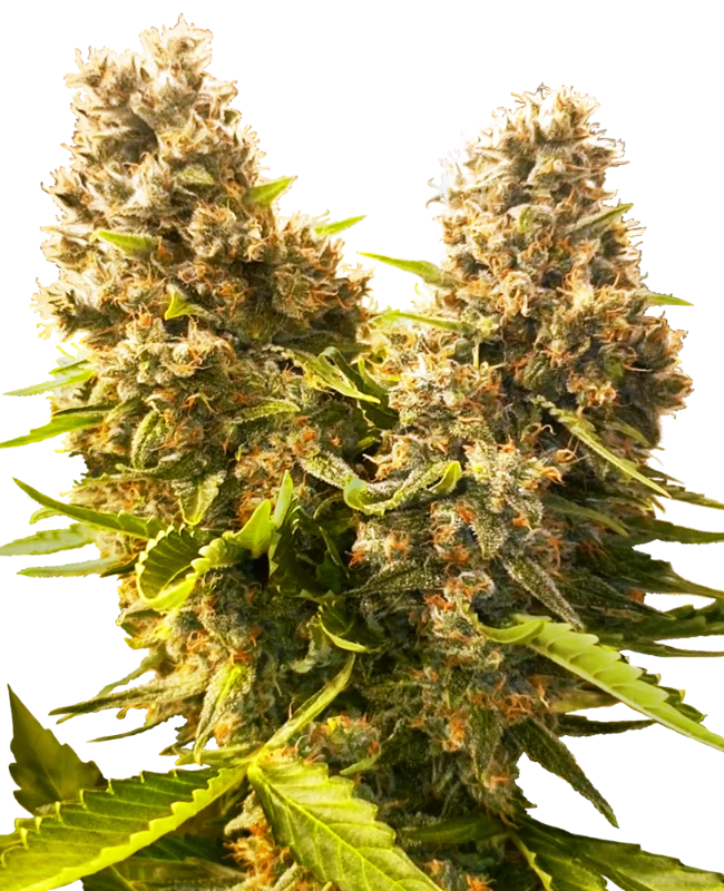 Semi di Banana Kush Cake Autofiorenti