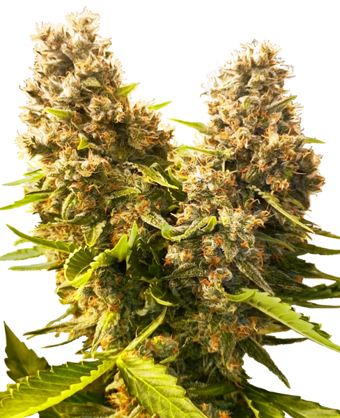Semi di Banana Kush Cake Autofiorenti