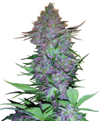 Semi di Purple Skunk Autofiorenti