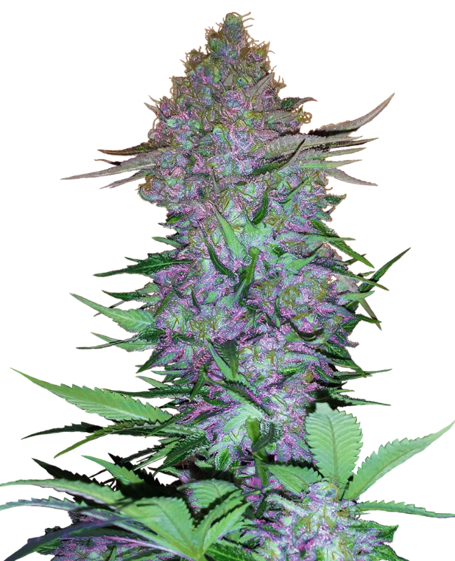 Semi di Purple Skunk Autofiorenti
