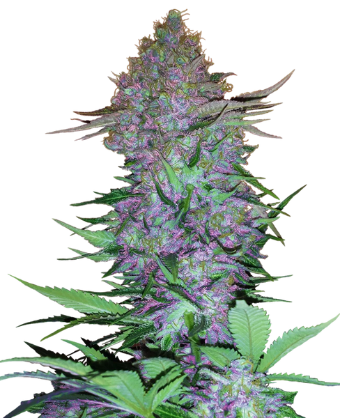 Semi di Purple Skunk Autofiorenti