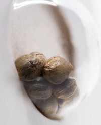 Semi di Purple Bud Femminizzati della White Label