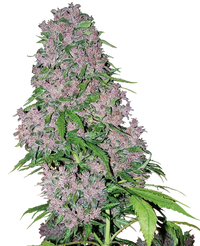 Semi di Purple Bud Femminizzati della White Label