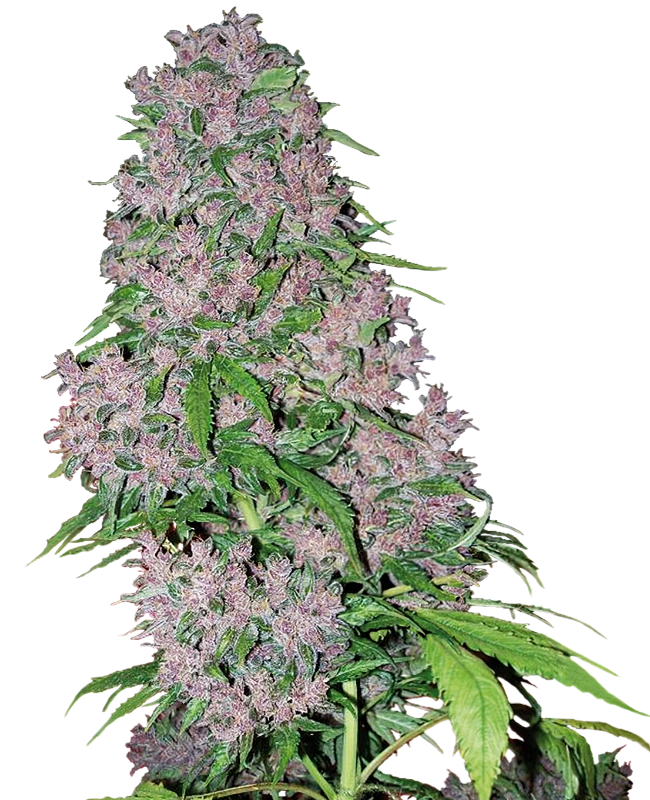 Semi di Purple Bud Femminizzati della White Label