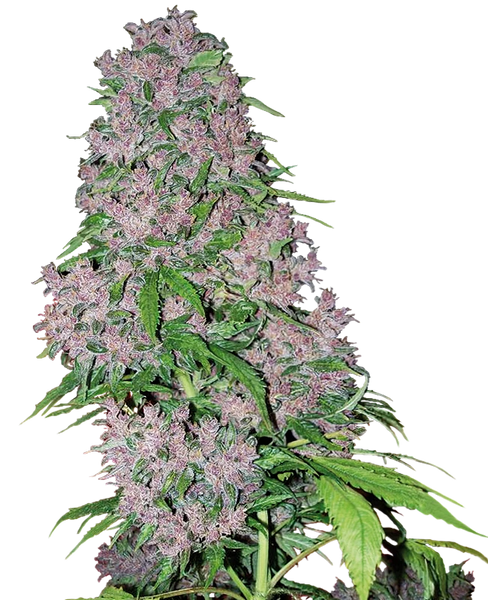 Semi di Purple Bud Femminizzati della White Label