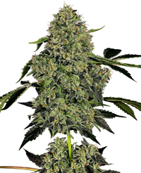 Semi di OG Kush Autofiorenti della White Label