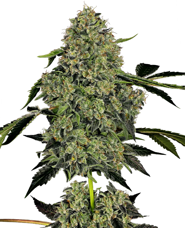 Semi di OG Kush Autofiorenti della White Label
