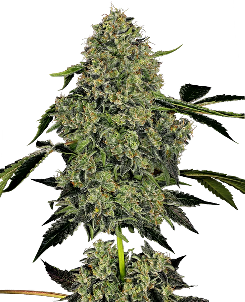 Semi di OG Kush Autofiorenti della White Label