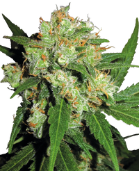 Semi di Sensi Skunk Femminizzati
