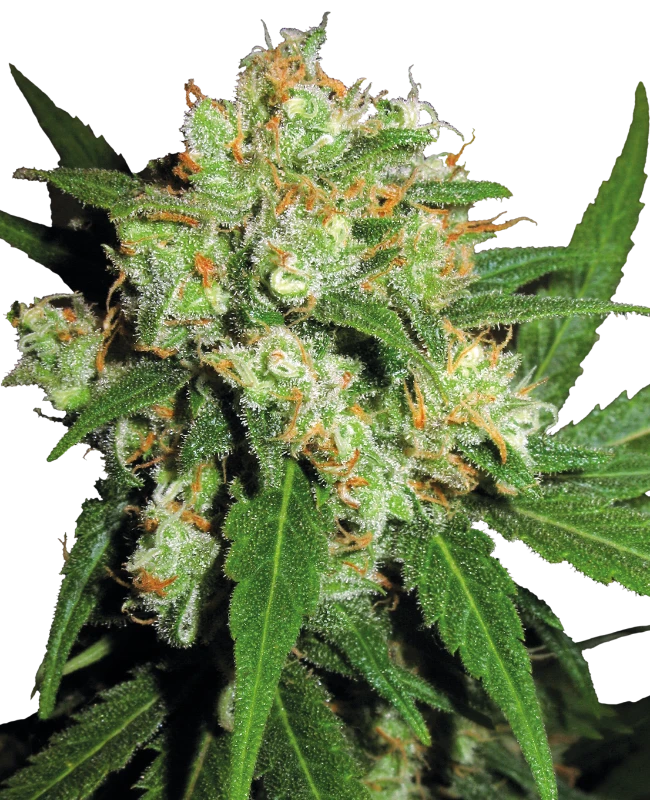 Semi di Sensi Skunk Femminizzati