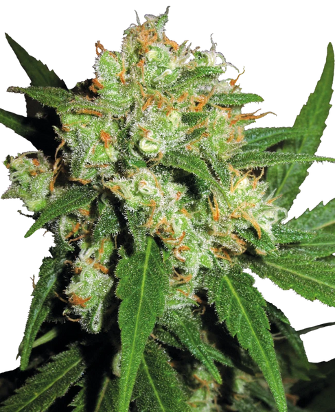 Semi di Sensi Skunk Femminizzati