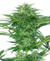 Semi di Skunk Dream CBD Femminizzati