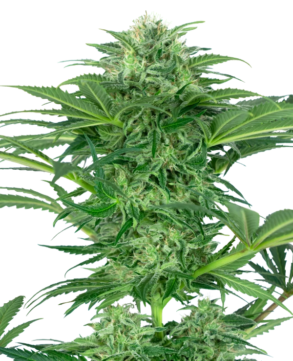 Semi di Skunk Dream CBD Femminizzati