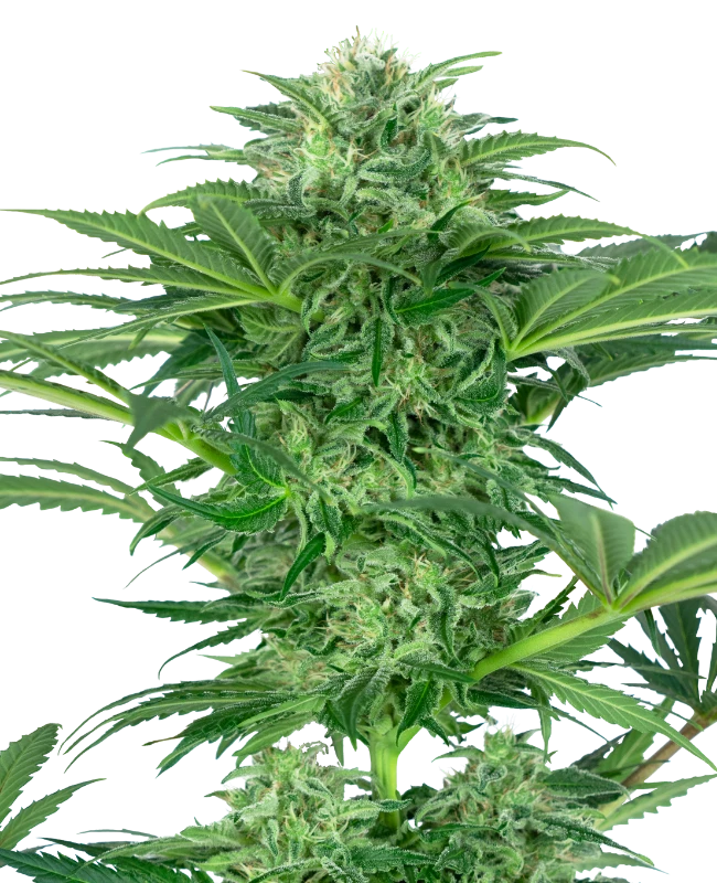 Semi di Skunk Dream CBD Femminizzati