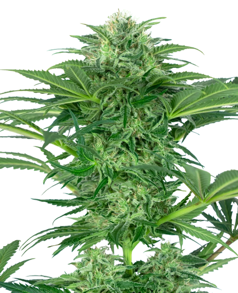 Semi di Skunk Dream CBD Femminizzati