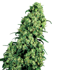Semi di Skunk #1 Femminizzati