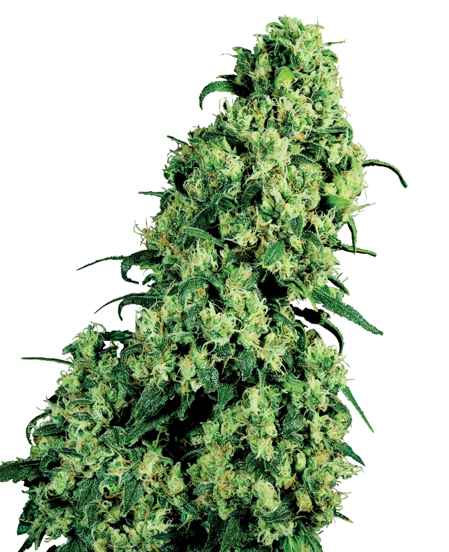 Semi di Skunk #1 Femminizzati