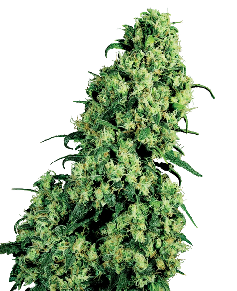Semi di Skunk #1 Femminizzati