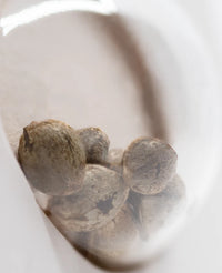 Semi di Purple Bud Autofiorenti della White Label