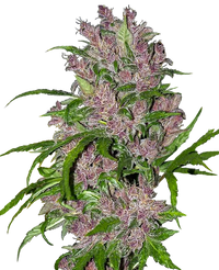 Semi di Purple Bud Autofiorenti della White Label