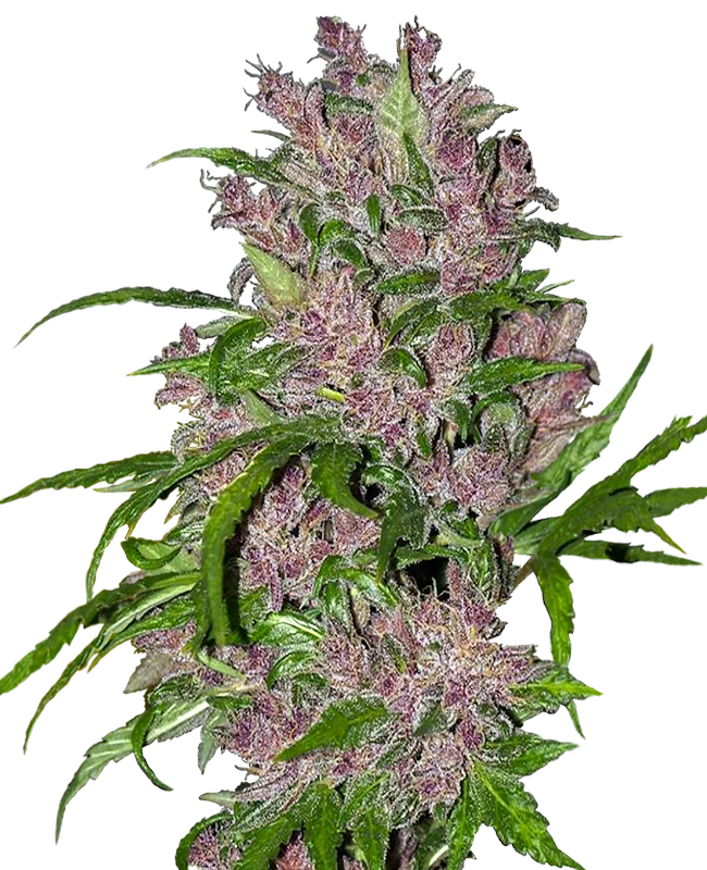 Semi di Purple Bud Autofiorenti della White Label