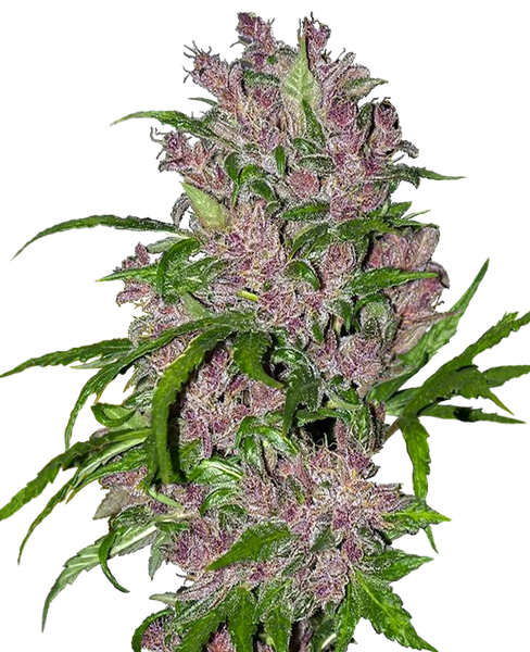Semi di Purple Bud Autofiorenti della White Label
