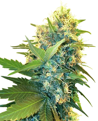 Semi di Double Kush Cake Femminizzati