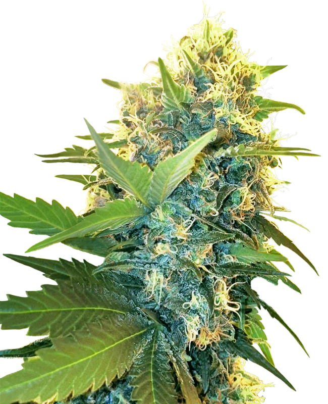 Semi di Double Kush Cake Femminizzati