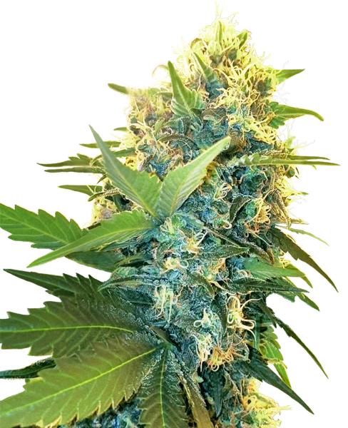 Semi di Double Kush Cake Femminizzati