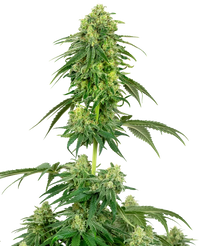 Semi di Strawberry Kush Femminizzati della White Label