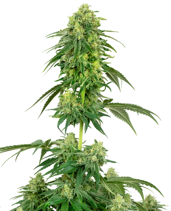 Semi di Strawberry Kush Femminizzati della White Label
