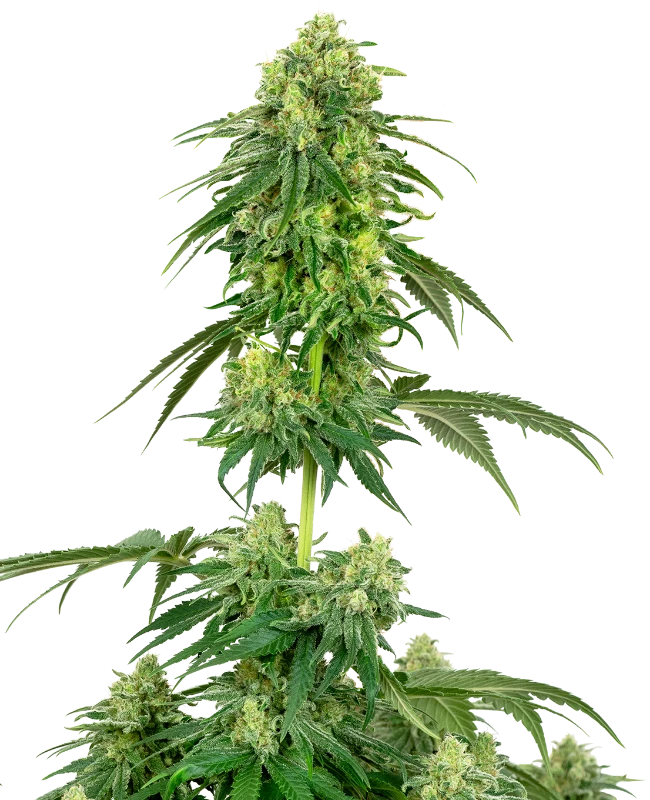 Semi di Strawberry Kush Femminizzati della White Label