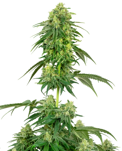 Semi di Strawberry Kush Femminizzati della White Label