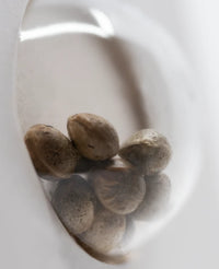 Semi di Gelato #420 Femminizzati della White Label