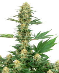 Semi di Gelato #420 Femminizzati della White Label