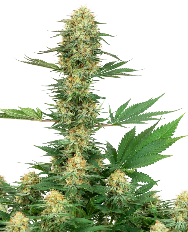 Semi di Gelato #420 Femminizzati della White Label