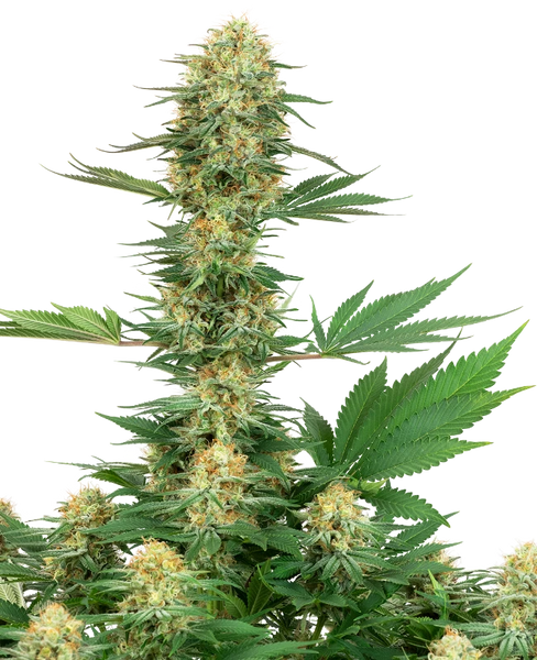 Semi di Gelato #420 Femminizzati della White Label