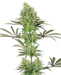 Semi di Double Banana Kush Femminizzati della White Label