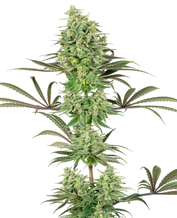 Semi di Double Banana Kush Femminizzati della White Label