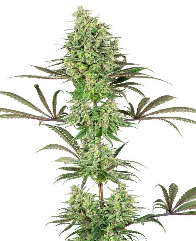 Semi di Double Banana Kush Femminizzati della White Label
