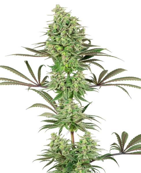 Semi di Double Banana Kush Femminizzati della White Label