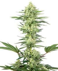 Semi di White Gorilla Haze Femminizzati della White Label