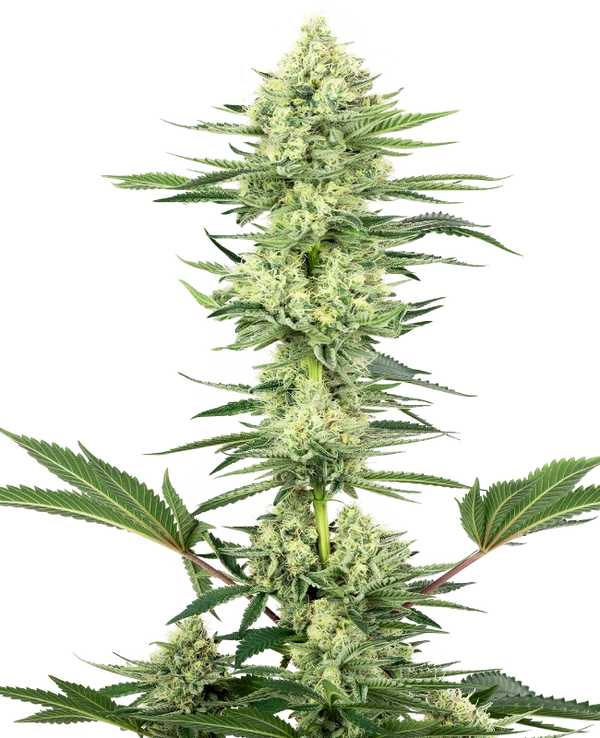 Semi di White Gorilla Haze Femminizzati della White Label