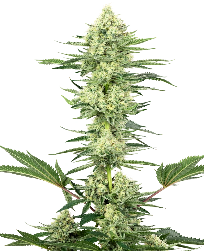 Semi di White Gorilla Haze Femminizzati della White Label