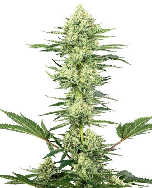 Semi di White Gorilla Haze Femminizzati della White Label