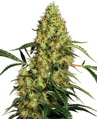 Semi di Mexican Sativa Femminizzati