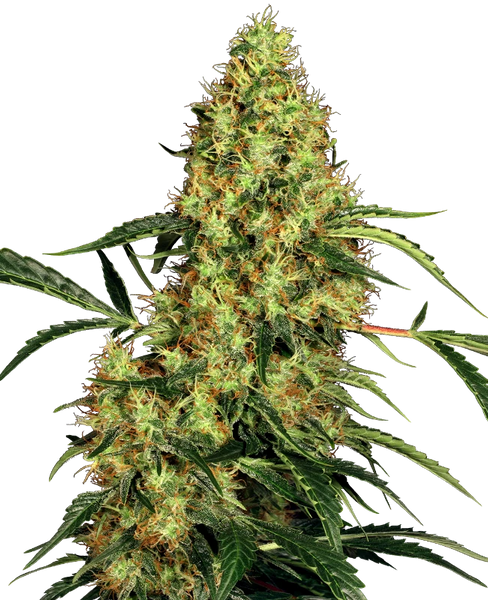 Semi di Mexican Sativa Femminizzati