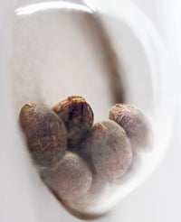 Semi di Master Kush Femminizzati della White Label