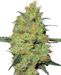 Semi di Master Kush Femminizzati della White Label